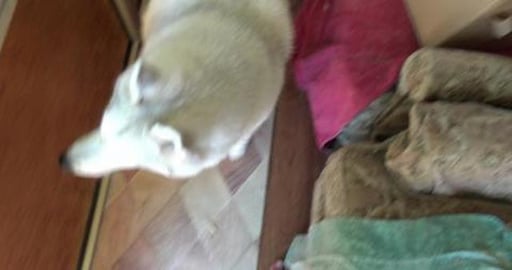 Aunt Clare bought the Guinea Pigs a house