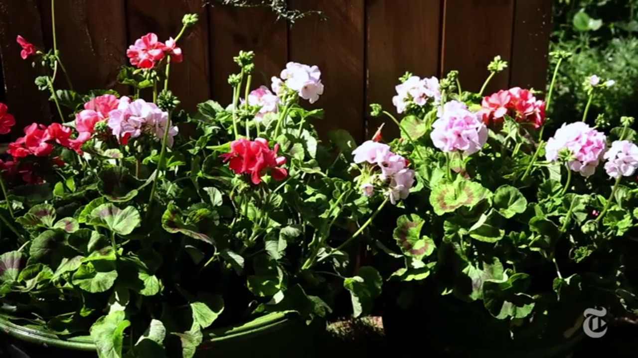 Wichita workshop covers container gardens, trees, succulents