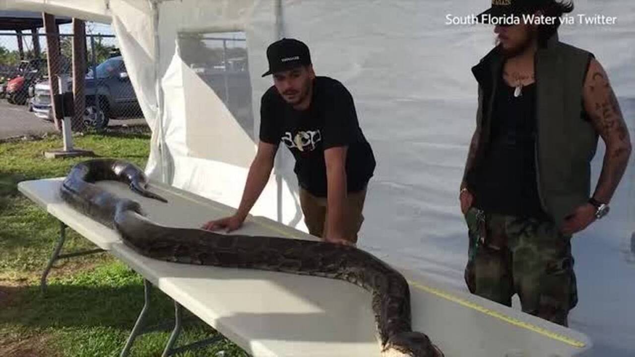 17-foot python breaks record after being caught in Florida Everglades ...