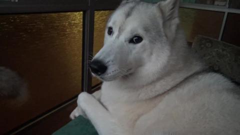 Big storm & Husky girl is very worried