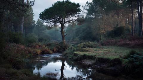 REFLECTION ON THE WATER Celtic Ambience for Relaxing  Med...