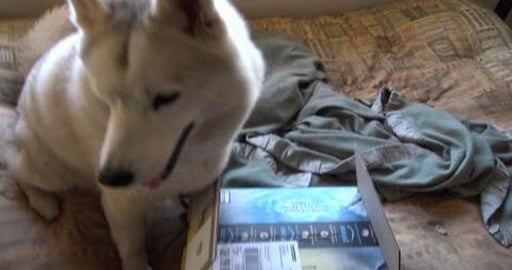 Birthday presents for Huskies from their Aunt Bonnie