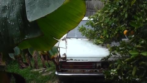 Husky & Malamute enjoying a little rain & inspecting thei...