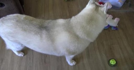 Order from PetStock arrived already, dog-food & guinea pi...