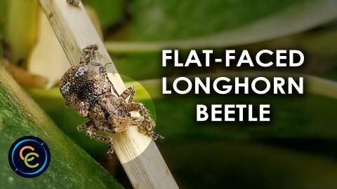 Flat-faced longhorn beetle on a wooden stick