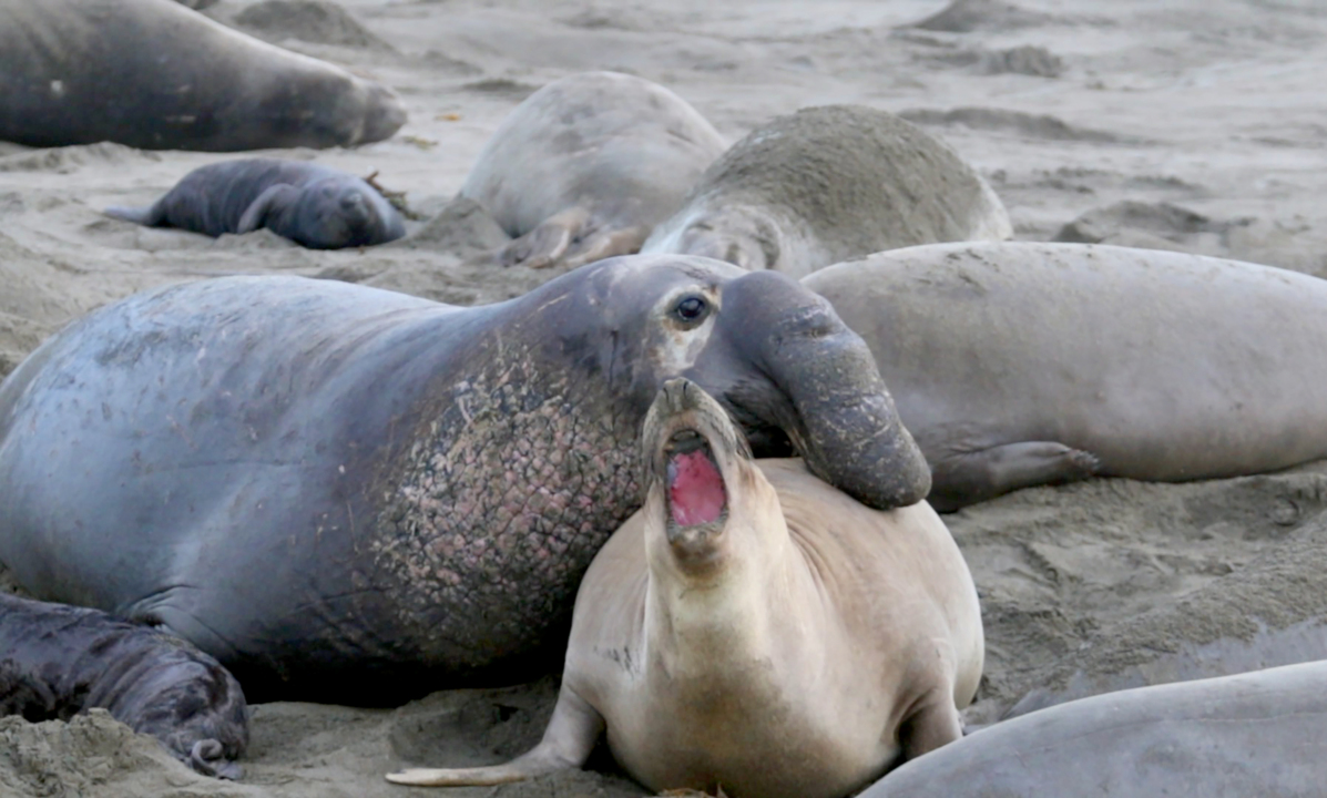 Baby Elephant Seals Killed by High Tides, Strong Storms in California