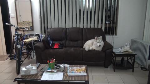 Howling Husky she's tired but still need to howl
