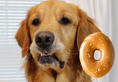 Funny Dog Reacts To Doughnut Challenge!