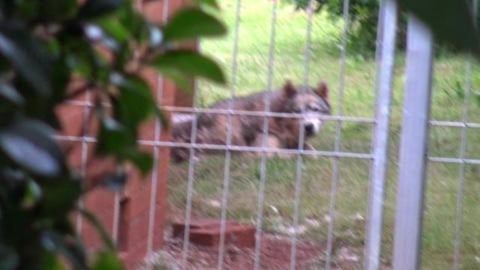 Poor sad Husky friend & Tikaani asked to come home with u...