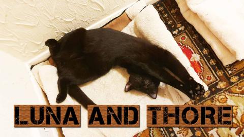 Luna And Thore Heating Up On Top Of Radiator