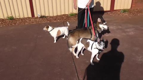 Mum taken Jack Russell, Tenterfield Terrier & Husky for w...