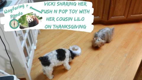 Vicki Shares her Push n Pop Toy with Lilo