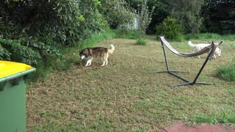 Mowing & cleaning piggy cage