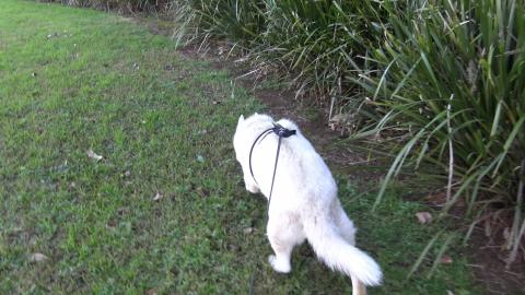 Stuck Husky calls for help from her dad