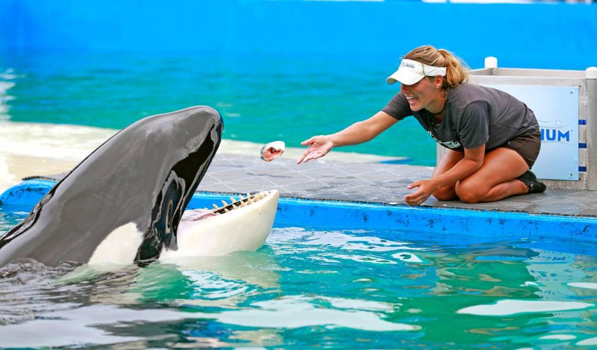 Florida Memory • Flipper performing at Miami Seaquarium.