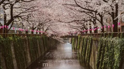 Fantastic-relaxing song Endless Woods 2026