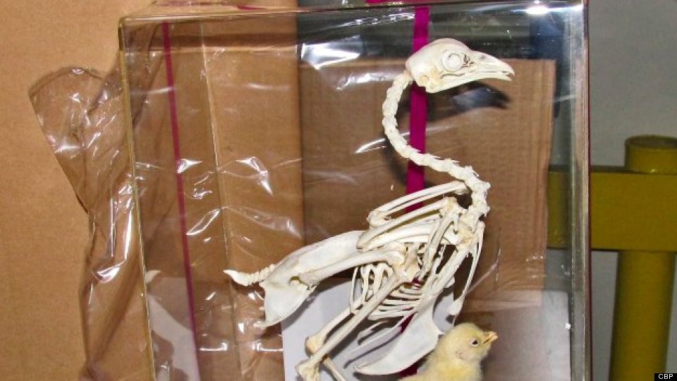 30 Chicken Skeletons, 'Illegal And Unsafe' Land Rover Defender Seized ...