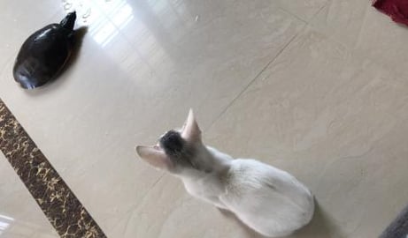 Teddy curiosity & Tortoise calmness must watch !!!