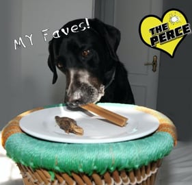 Percy the Labrador Left Alone with his Favourite Treats