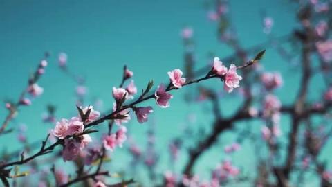 Spring Song - Beautiful Relaxing Music 2025