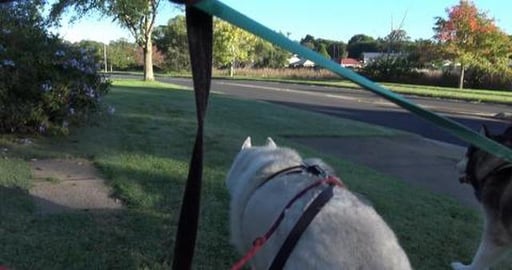 We got to see our friends:- Malamute, Samoyed, Golden Ret...