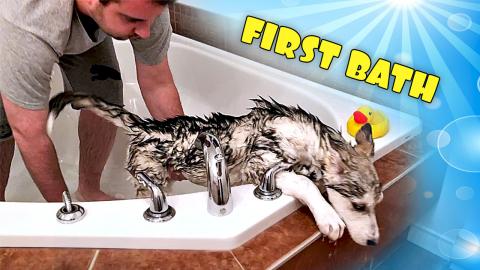 Loki's FIRST BATH: 3 Month Old Siberian Husky Puppy! | Fu...