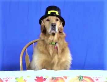 Funny Golden Retriever Dog Goes Turkey Hunting!