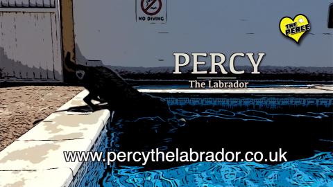 Our Dog Percy the Labradors Life So Far