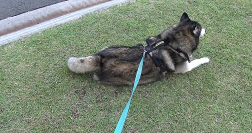 What do they mean by the block in the USA