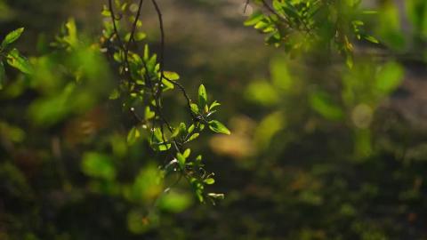 Slow Love Song in Nature  Relaxing Piano for Sleep & Heal...