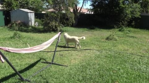 Too hot for huskies. Lets have a day off and stay home.