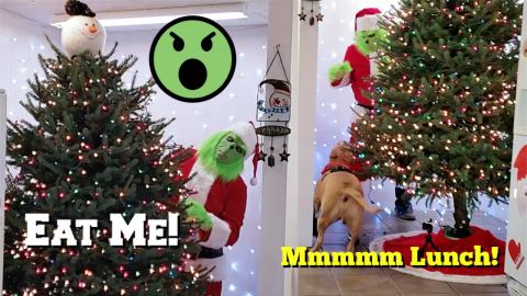 Pranking Capone With The Grinch Costume