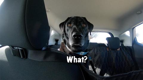 Percy the Labrador at the Beach in Sancti Petri, Chcialan...