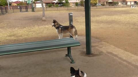 Husky & Terrier making new friends at dog park