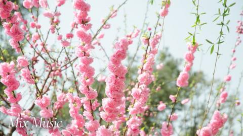 Nature Serenity | Relax & Uplift with Mix Music