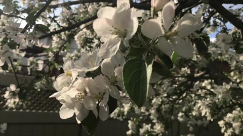 Nature: A Bee in Slow Motion - pollinating Apple Blossoms...