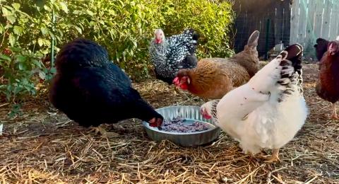 Chickens Go Wild Over Blueberry Oatmeal! Cooking For My C...