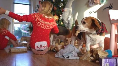Our Funny Beagles Behave Worse than Children at Christmas...