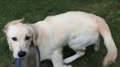 Frisbee Tag with Lola