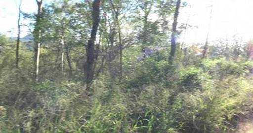 Huskies check out an old wagon trail - Gomans Gap