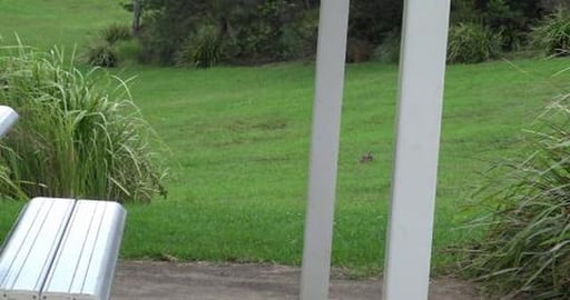 Shhhh, where hunting Rabbits. We just want to be friends!...