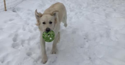A Close call ... playing catch with Lola. 