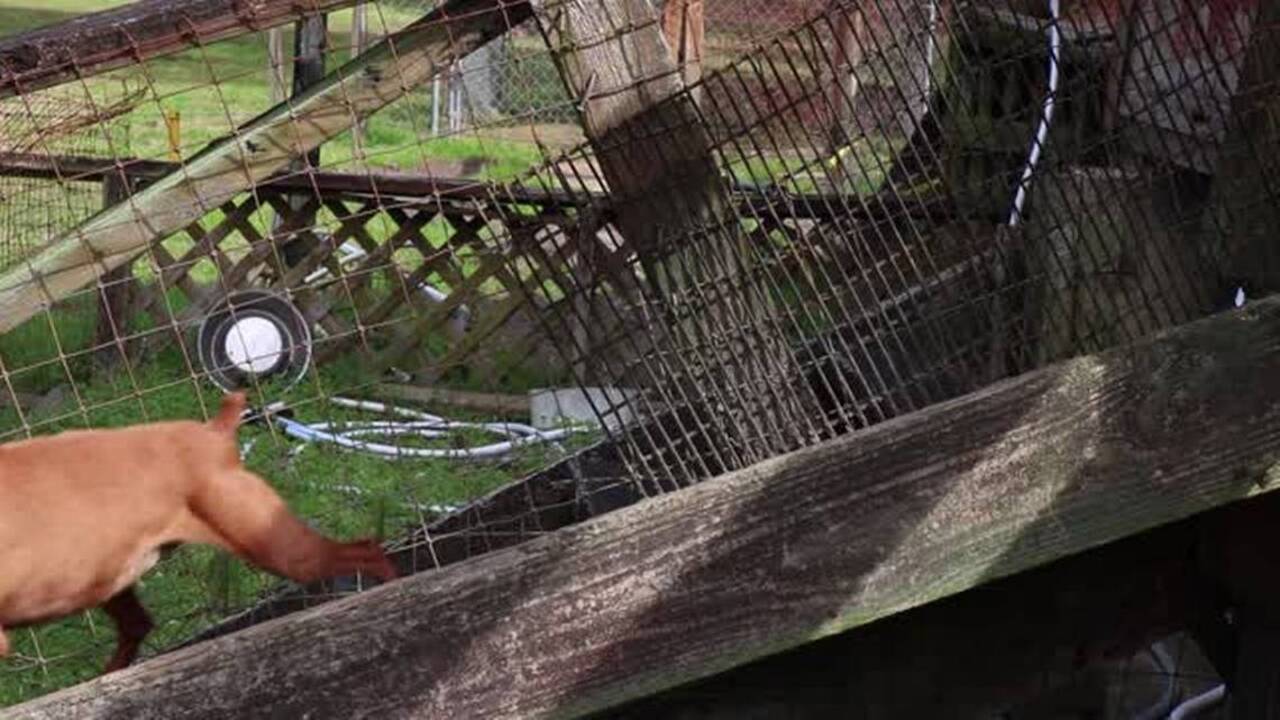 Little River resident competes 'min pins' in 2017 Westminster Kennel