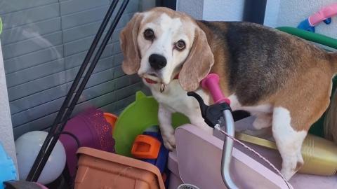 Dog Stubbornness Only Gets Worse With Age