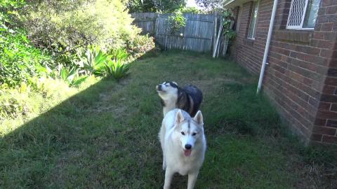 Husky & Malamute lunchtime
