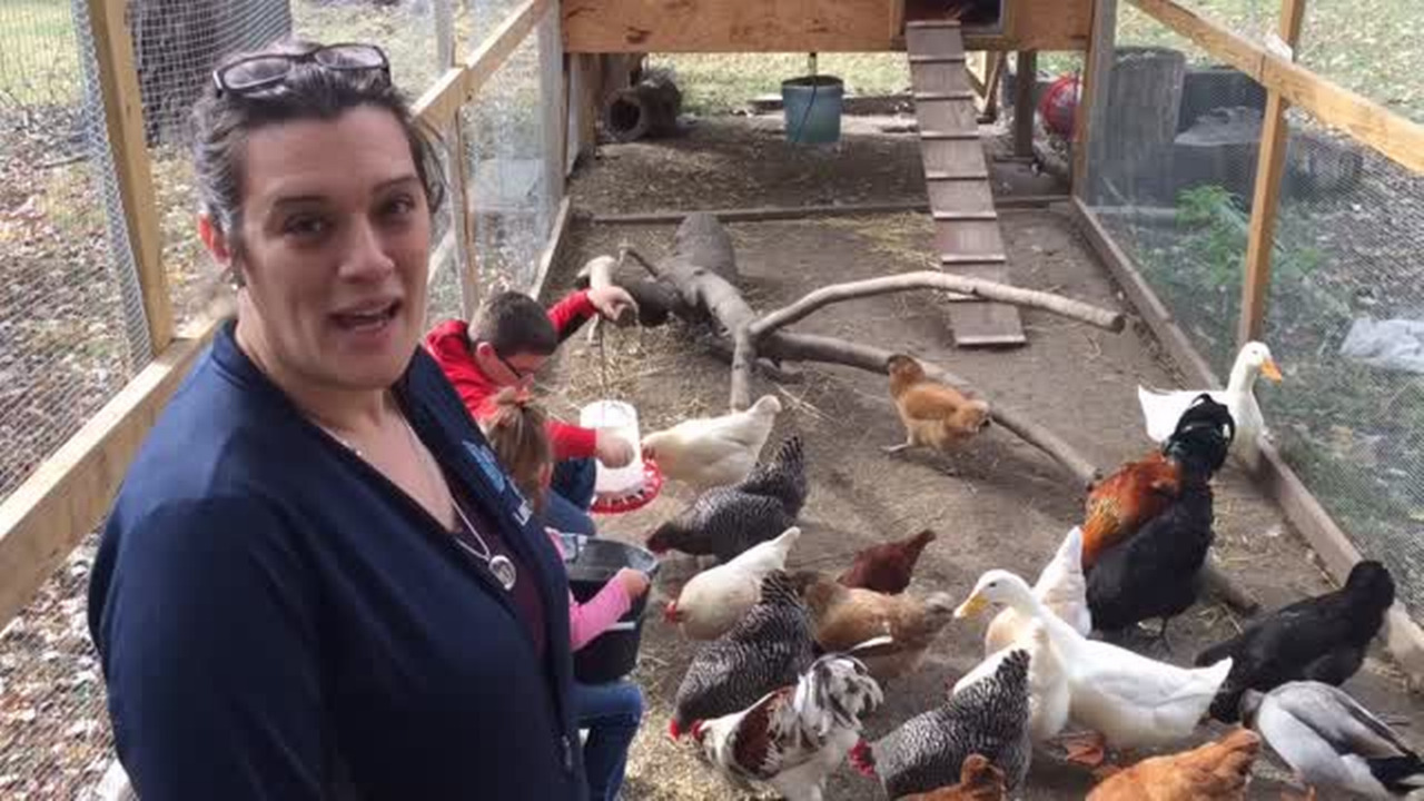 Edwardsville IL to experiment with allowing backyard chickens