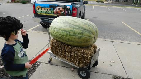 How to Slice a Watermelon with a Chain saw part 1