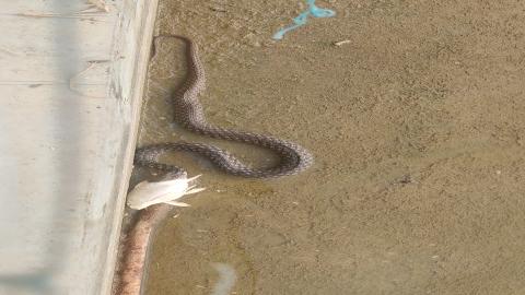 Snake eating a Goldfish