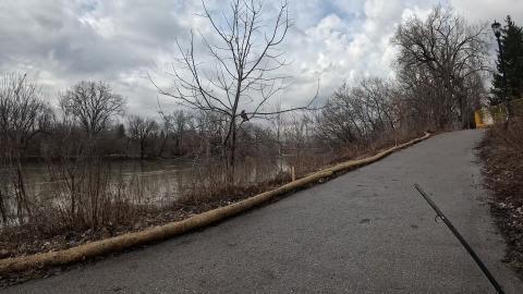 Walking up on Red Tail Hawk