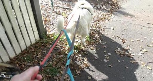Afternoon walk talking about new tenancy laws